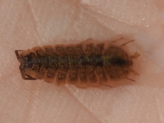 Lirceus
