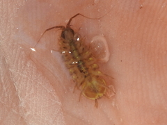 Lirceus