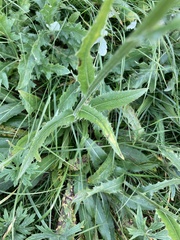 Cirsium canum