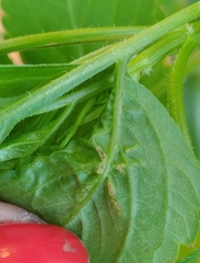 Calycomyza platyptera