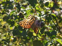 Argynnis hyperbius