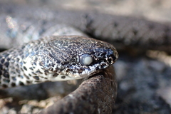 Pareas margaritophorus