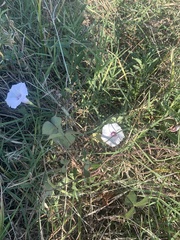 Ipomoea pandurata