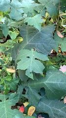 Polymnia canadensis