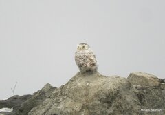 Bubo scandiacus
