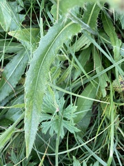 Cirsium canum