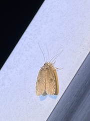 Agonopterix thelmae