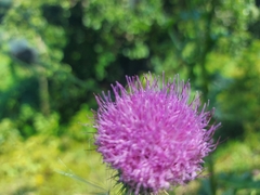 Cirsium mexicanum