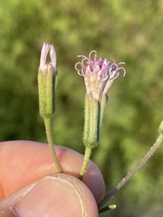 Palafoxia linearis linearis