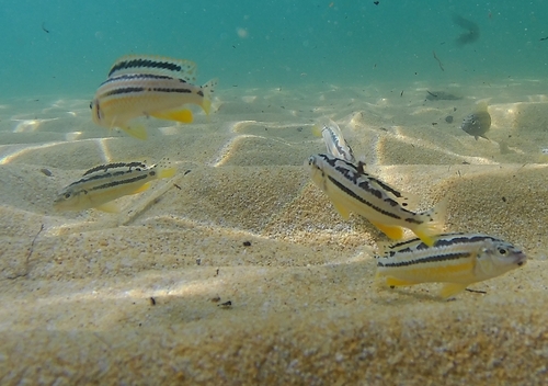 Auratus-mbuna (Melanochromis auratus) — Cichlidae — 4