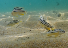 Melanochromis auratus