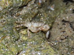 Pachygrapsus transversus