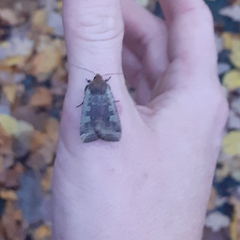 Conistra erythrocephala