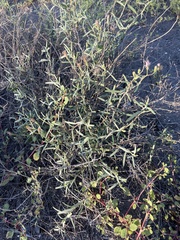 Palafoxia linearis linearis