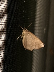 Prochoerodes lineola