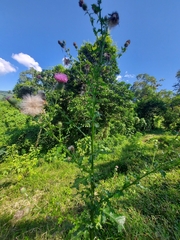 Cirsium mexicanum