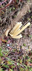 Clavaria argillacea