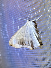 Prochoerodes lineola