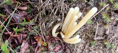 Clavaria argillacea