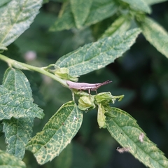 Pyrgomorphidae