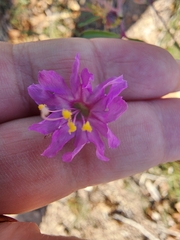 Mirabilis linearis
