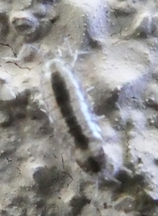 Holoverticata