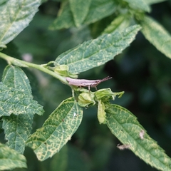 Pyrgomorphidae