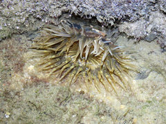 Actiniidae