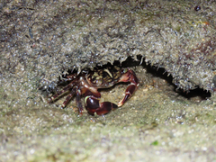 Pachygrapsus transversus