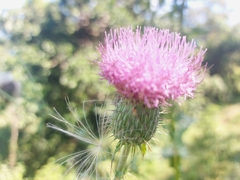Cirsium mexicanum