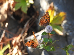 Polygonia c-aureum