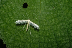 Pterophorus