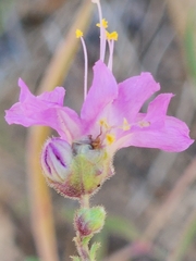 Mirabilis linearis