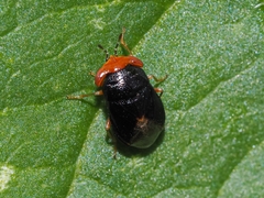 Geocoris erythrocephalus