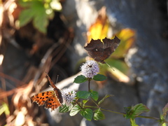 Polygonia c-aureum