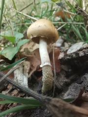 Leratiomyces squamosus