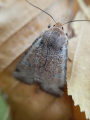 Conistra erythrocephala