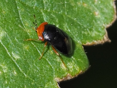Geocoris erythrocephalus