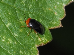 Geocoris erythrocephalus