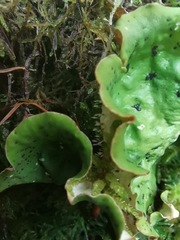 Peltigera britannica