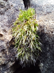 Grimmia pulvinata