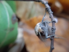 Conistra erythrocephala