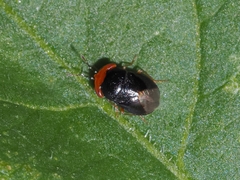 Geocoris erythrocephalus