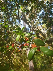 Ilex vomitoria