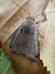 Conistra erythrocephala