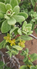 Tetragonia maritima