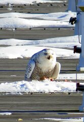 Bubo scandiacus