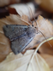 Conistra erythrocephala