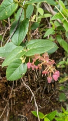 Gaultheria