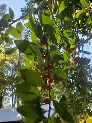 Ilex vomitoria